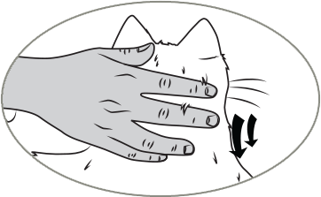 Cat 1 Cat 1